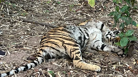 A female Tiger died