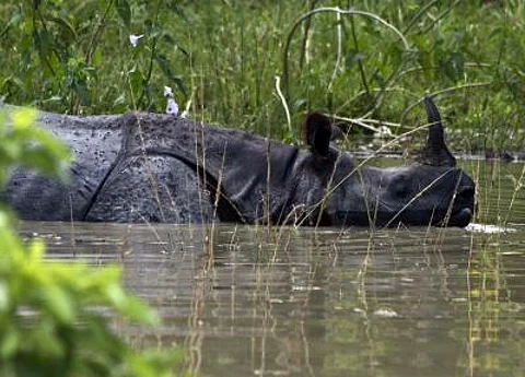 One-horned rhino
