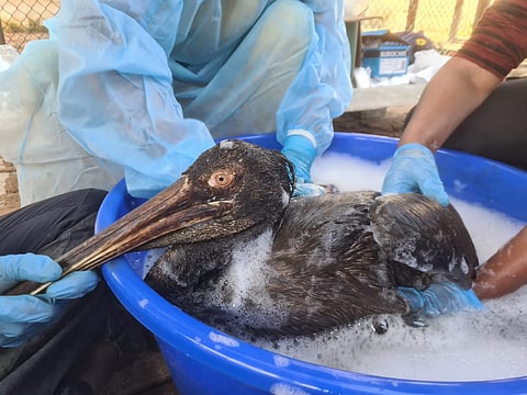 A Spot-billed pelican during the oil removal process by an expert team