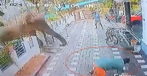 Belur Makana, wild elephant responsible for Wayanad man’s death still not found