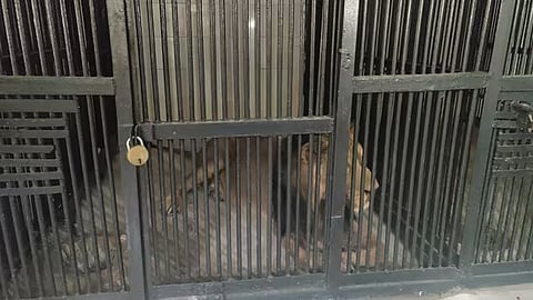 Man enters lion’s enclosure in Andhra zoo to click selfie, mauled to death