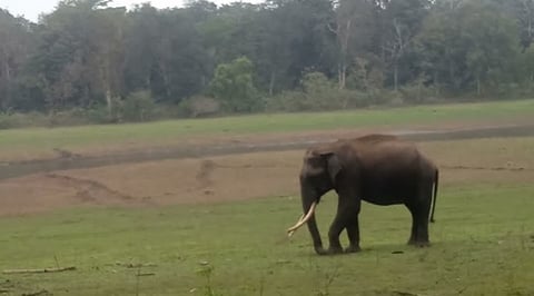 Wild Elephant