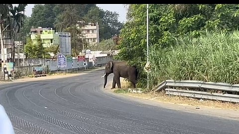 Coimbatore: One injured as forest officials attempt to chase wild tusker into forest