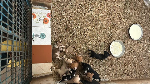 Animals in Chennai Blue Cross' Velachery Branch