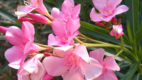 Devasom boards in Kerala ban usage of Arali flowers in temples
