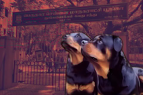 Chennai rottweiler attack: Residents say not the first incident