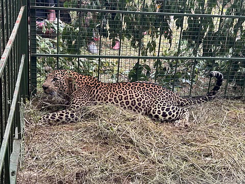 Captured leopard