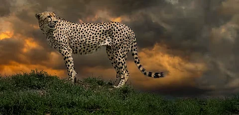 A cheetah