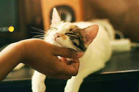 Are cats good for our health?
