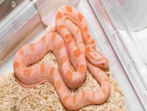 Snakes in basket: Two held at Hyderabad airport in wildlife trafficking case