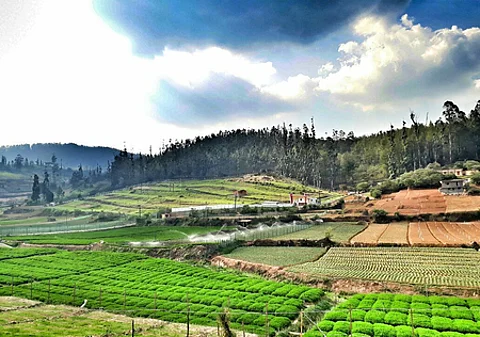 A scenic view of terraced farmland in a hilly region of Tamil Nadu, with lush green crops, scattered houses, and tall trees in the background, representing agricultural activities in the state's hill regions.