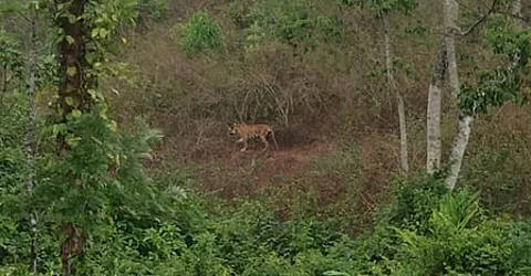 Kerala: Forest department resumes efforts to tranquilise tiger in Idukki