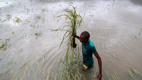 A farmer wades through a flooded field, holding a damaged rice plant in his hand. The waterlogged farmland around him shows submerged and flattened crops, indicating the impact of heavy rainfall or flooding.