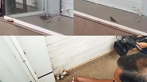 The image featuring the officials rescuing the bird