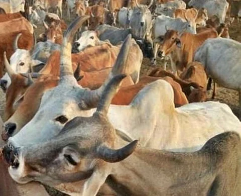 TTD denies deaths of over 100 cows in its goshala