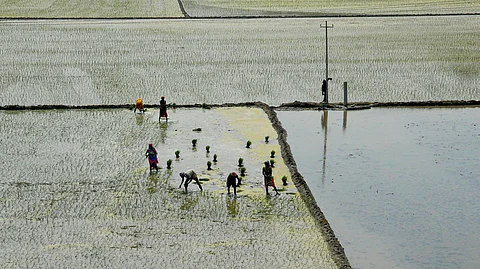 Farmers planting rice seedlings in a waterlogged paddy field; the scene shows several workers, mostly women, bending over as they work in rows, surrounded by flooded plots and bunds, with one person standing near an electric pole in the background.
