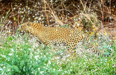 TN villagers protest in Erode demanding capture of leopard after killing of 2 cow calves