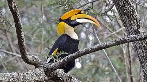 India's first hornbill conservation centre to come up at Annamalai Tiger Reserve in Tamil Nadu