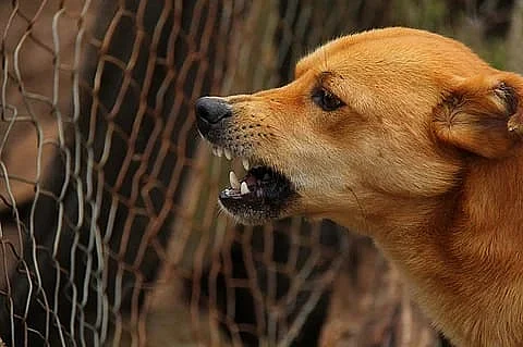 Two Bengaluru college students hospitalised after stray dog attack inside campus