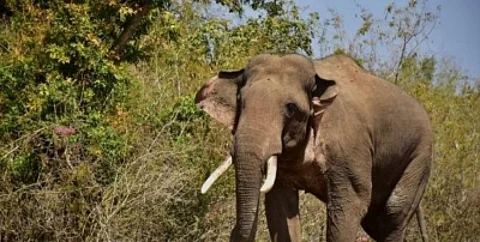 68-year-old woman killed in wild elephant attack in Kerala’s Malappuram