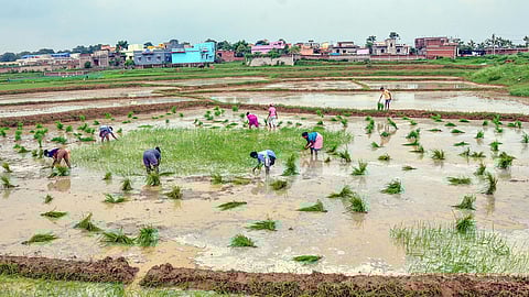 A group of farmers are planting paddy saplings in a waterlogged field. The workers, both men and women, are bent over while planting in neat rows. Bundles of green saplings are scattered around the field. In the background, residential houses and buildings are visible, indicating farmland close to an urban area. The sky above is overcast.