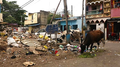 A cow forages through a pile of garbage in J C Nagar, Bengaluru.