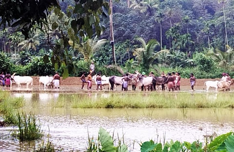 Twenty persons booked for illegal bull race in Thiruvananthapuram