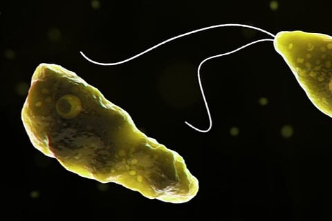 Amebic meningitis