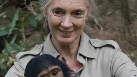 Primatologist Jane Goodall dies, aged 91