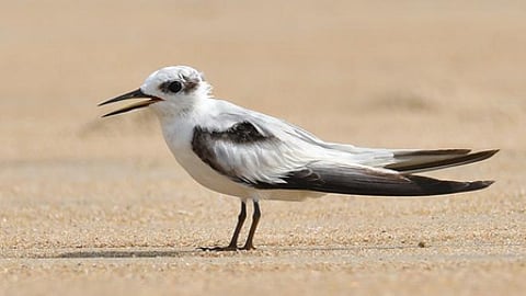 A migratory bird on a sandy ground, most likely the beach