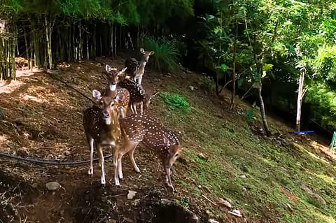Ten deer die after stray dogs enter enclosure in Thrissur’s new Puthur Zoological Park