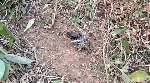 The remains of the explosive found in the land