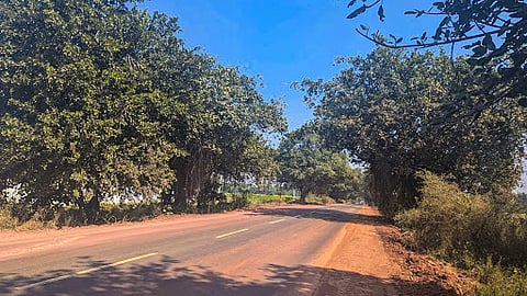 Chevella's centuries-old banyans and the battle that forced a highway to change course