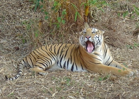 TN forest dept to put two trap cages to capture old tiger suspected of killing tribal woman