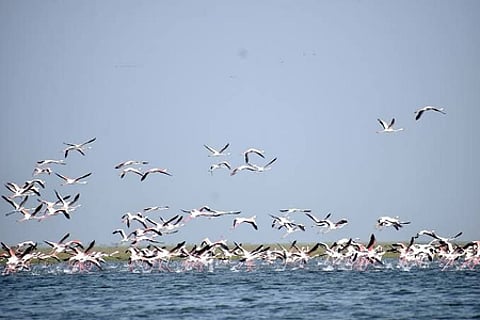 New spots emerge as roosting, breeding grounds for migratory birds in Chennai