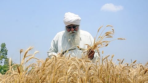 Rabi crop sowing crosses 479 lakh hectares, pulses and wheat witness jump