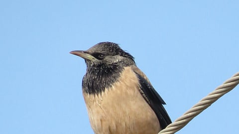 Rosy Starling
