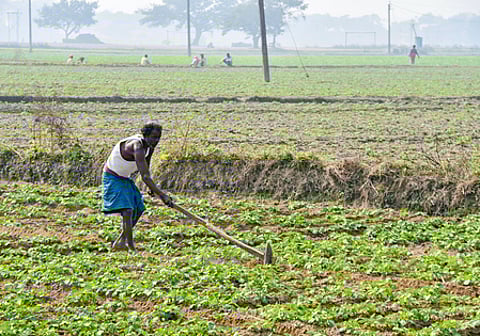 Union government to spend Rs 37,952 crore on fertiliser subsidy for farmers in current rabi season