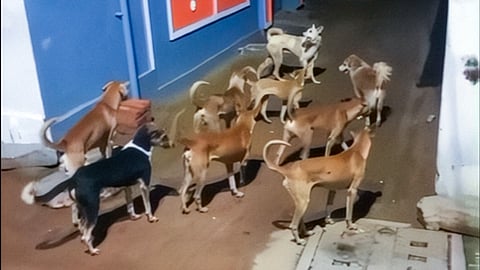 A pack of stray dogs in Telangana's Yacharam village