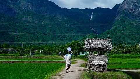 A woman carrying a container on her head walks through green paddy fields in Kollengode, with hills and a distant waterfall in the background.