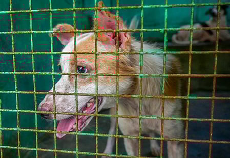 Chennai struggles to meet SC deadline as stray dog relocation faces shelter shortage