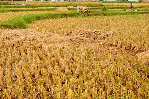 TN's delta districts see drop in samba paddy yield due to unseasonal rain, delayed water supply