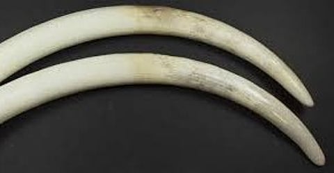 Kerala: Elephant tusks go missing from high-security Pangode military camp