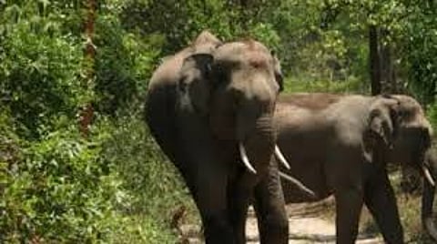 Woman’s death in elephant attack sparks bandh, clashes in Karnataka’s Chikkamagaluru; ten cops hurt
