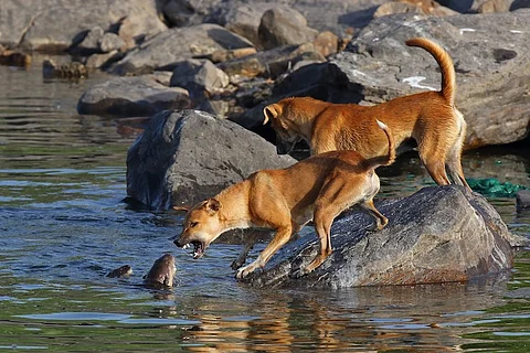 B’luru Nature inFocus fest: Winners of Photography and Film Awards 2019 announced