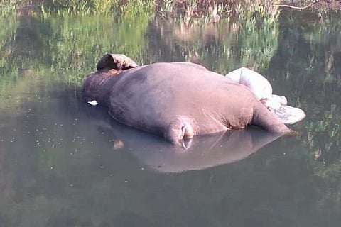 Elephant dies in Kerala after eating plastic: Who is to blame?