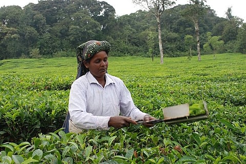 Photo feature: Kadamane, an enticing getaway amid lush tea gardens