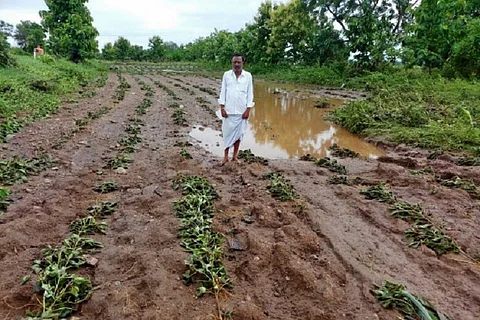 Rain damages 1.25 lakh acres of crop in Adilabad, activists raise funds for farmers