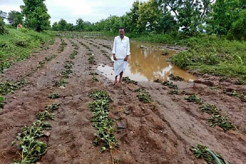 Cyclone Nivar damages crops in Andhra Pradesh