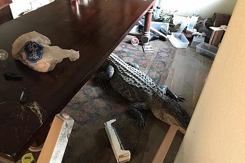 Watch: Man returns home after hurricane Harvey to find a 9-foot alligator in his apartment